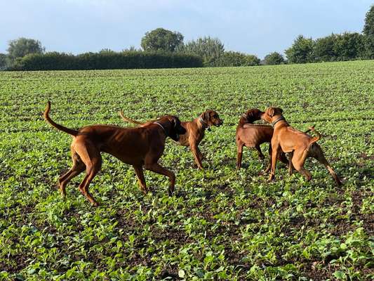 Rhodesian Ridgeback-Beitrag-Bild