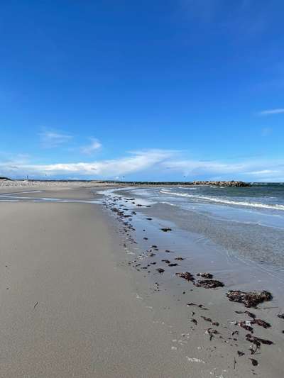 Rhodesian Ridgeback-Beitrag-Bild