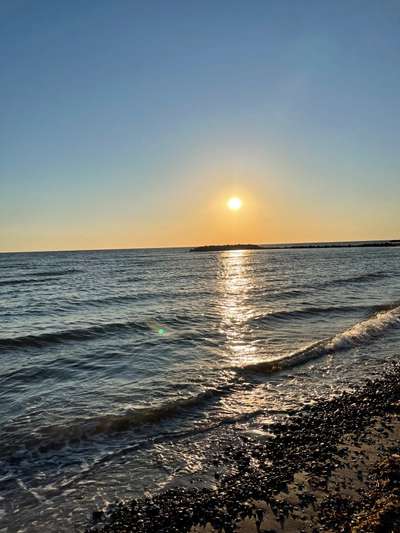 Rhodesian Ridgeback-Beitrag-Bild