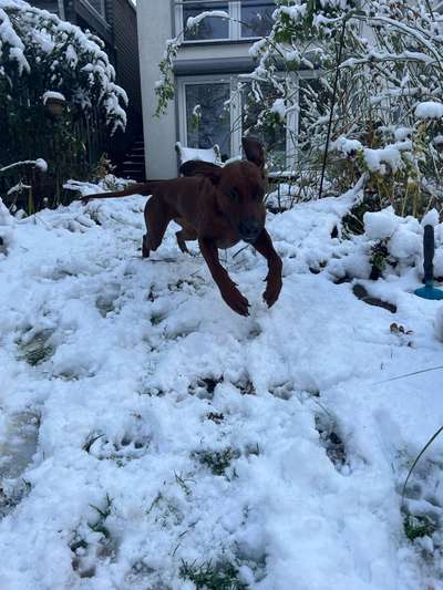 Rhodesian Ridgeback-Beitrag-Bild