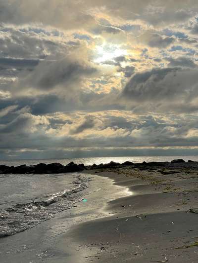 Rhodesian Ridgeback-Beitrag-Bild