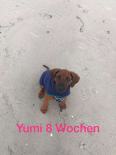 Rhodesian Ridgeback-Beitrag-Bild