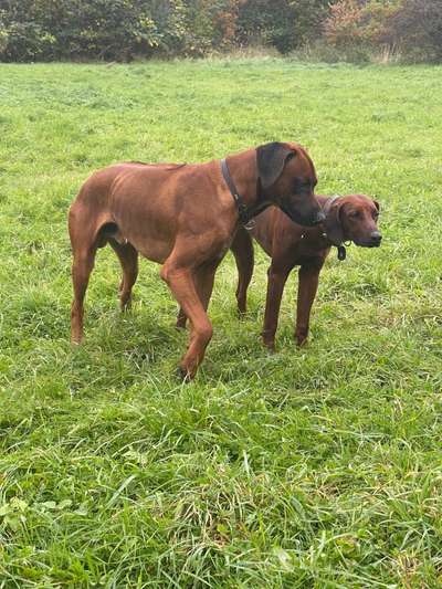 Rhodesian Ridgeback-Beitrag-Bild