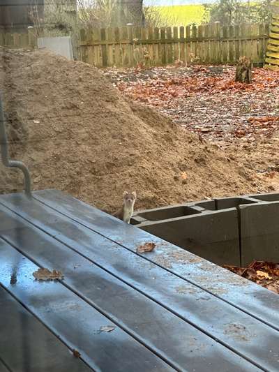 Rhodesian Ridgeback-Beitrag-Bild