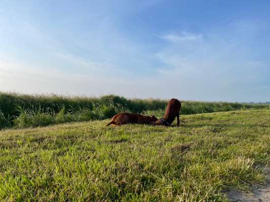 Rhodesian Ridgeback-Beitrag-Bild