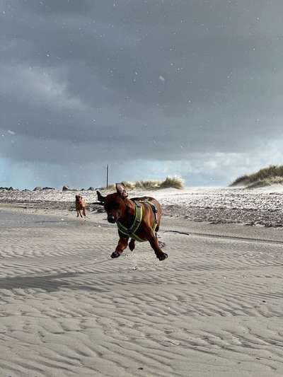 Rhodesian Ridgeback-Beitrag-Bild