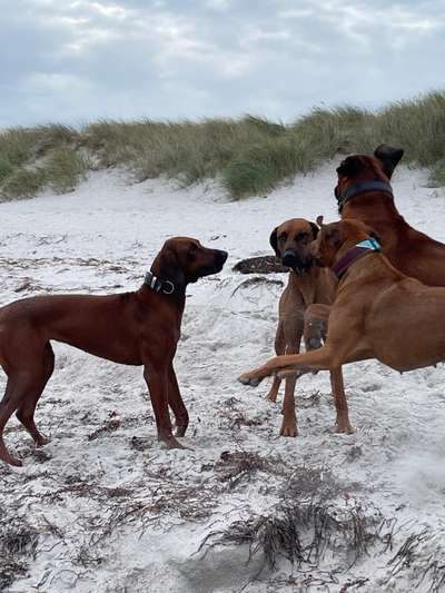 Rhodesian Ridgeback-Beitrag-Bild