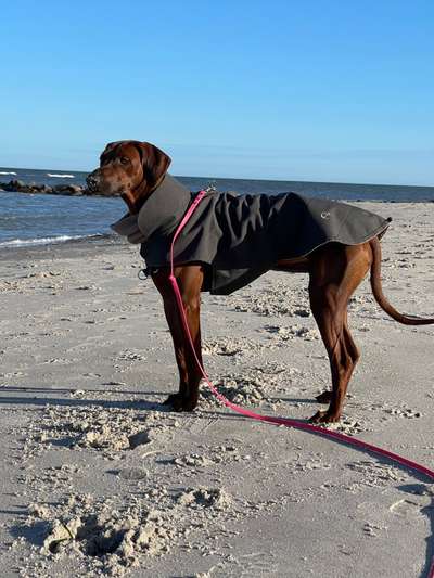 Rhodesian Ridgeback-Beitrag-Bild