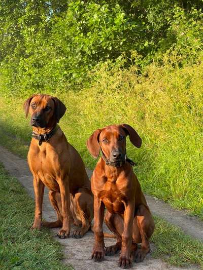 Rhodesian Ridgeback-Beitrag-Bild