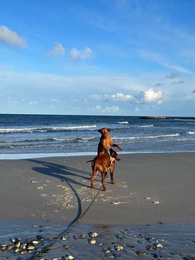 Rhodesian Ridgeback-Beitrag-Bild