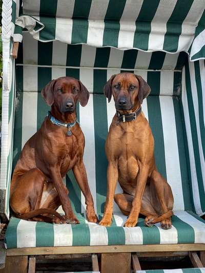 Rhodesian Ridgeback-Beitrag-Bild