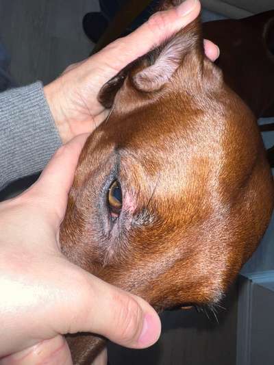 Rhodesian Ridgeback-Beitrag-Bild