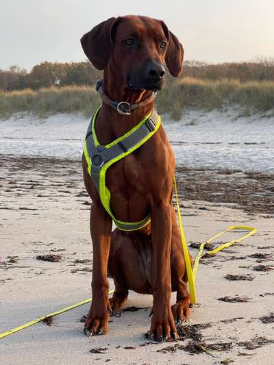 Rhodesian Ridgeback-Beitrag-Bild