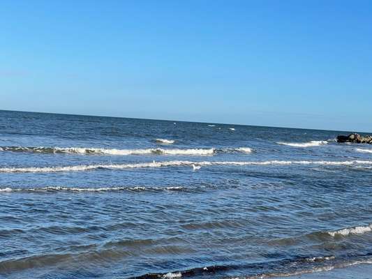 Rhodesian Ridgeback-Beitrag-Bild