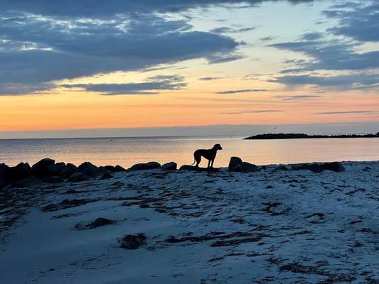 Rhodesian Ridgeback-Beitrag-Bild
