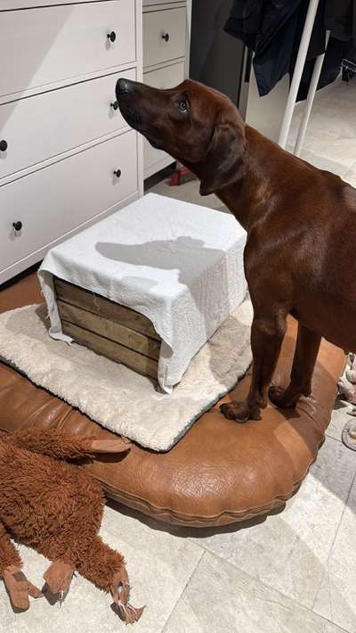 Rhodesian Ridgeback-Beitrag-Bild