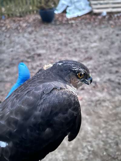 Rhodesian Ridgeback-Beitrag-Bild