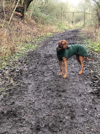 Rhodesian Ridgeback-Beitrag-Bild
