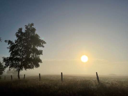 Rhodesian Ridgeback-Beitrag-Bild