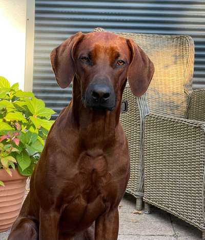 Rhodesian Ridgeback-Beitrag-Bild