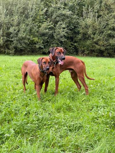 Rhodesian Ridgeback-Beitrag-Bild