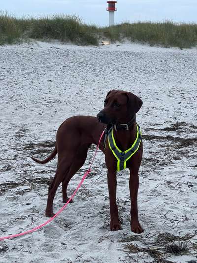 Rhodesian Ridgeback-Beitrag-Bild