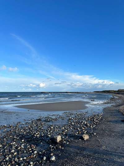 Rhodesian Ridgeback-Beitrag-Bild