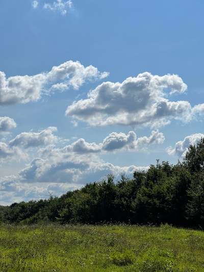 Rhodesian Ridgeback-Beitrag-Bild