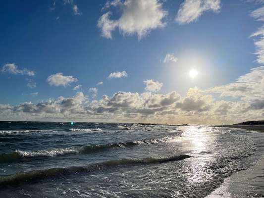 Rhodesian Ridgeback-Beitrag-Bild