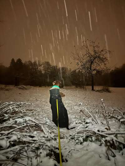 Rhodesian Ridgeback-Beitrag-Bild