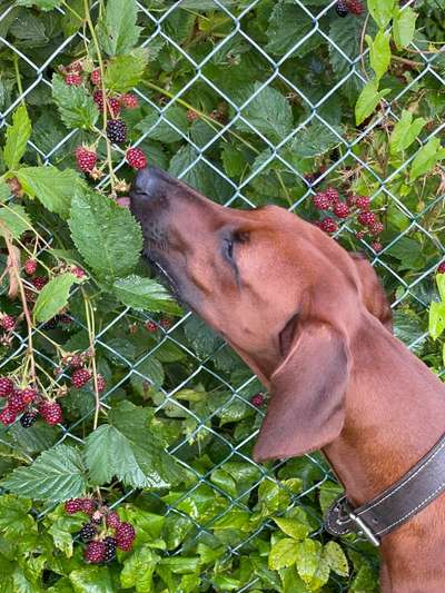 Rhodesian Ridgeback-Beitrag-Bild