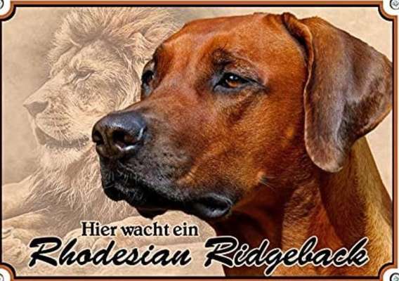 Rhodesian Ridgeback-Beitrag-Bild