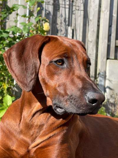 Rhodesian Ridgeback-Beitrag-Bild