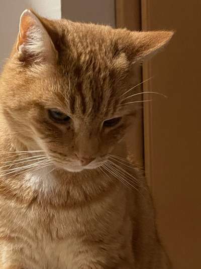 Rhodesian Ridgeback-Beitrag-Bild