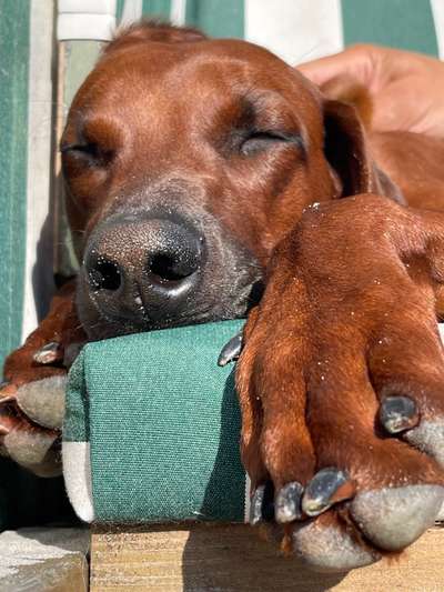 Rhodesian Ridgeback-Beitrag-Bild