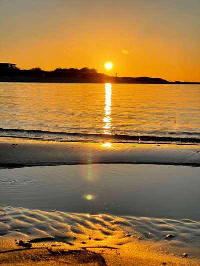 Rhodesian Ridgeback-Beitrag-Bild