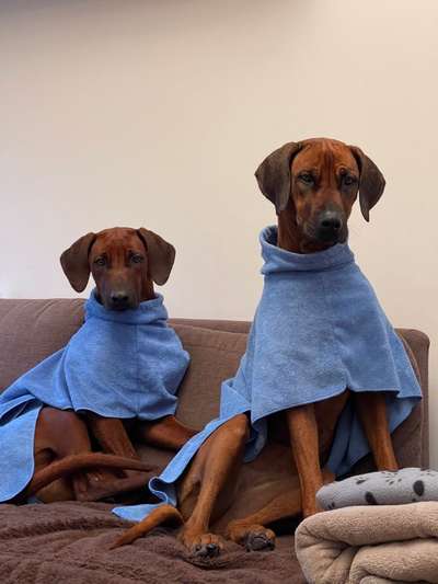 Rhodesian Ridgeback-Beitrag-Bild