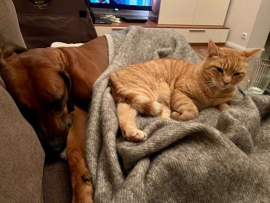 Rhodesian Ridgeback-Beitrag-Bild