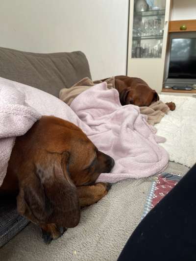 Rhodesian Ridgeback-Beitrag-Bild