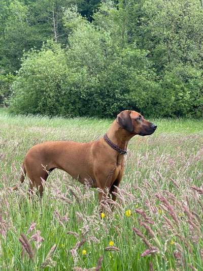 Rhodesian Ridgeback-Beitrag-Bild