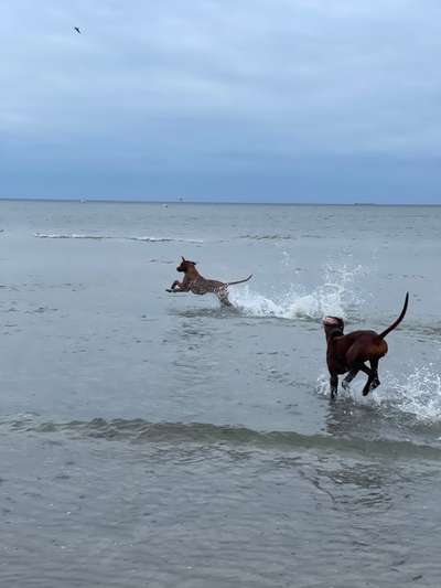 Rhodesian Ridgeback-Beitrag-Bild