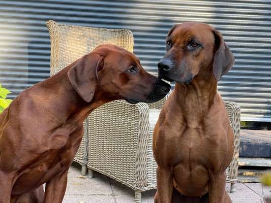 Rhodesian Ridgeback-Beitrag-Bild