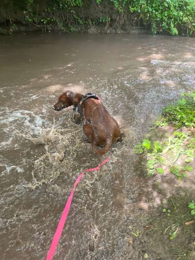 Rhodesian Ridgeback-Beitrag-Bild