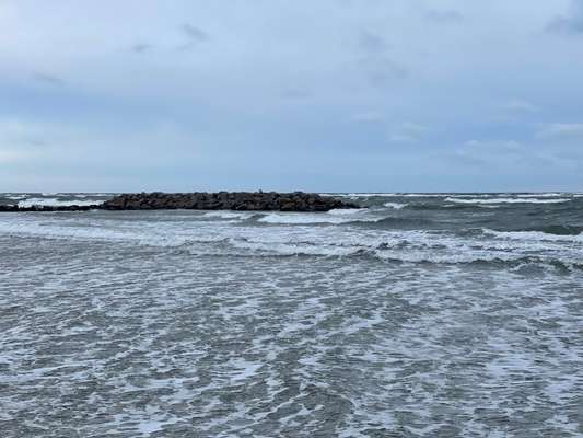 Rhodesian Ridgeback-Beitrag-Bild