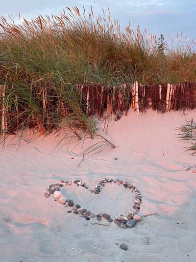 Rhodesian Ridgeback-Beitrag-Bild