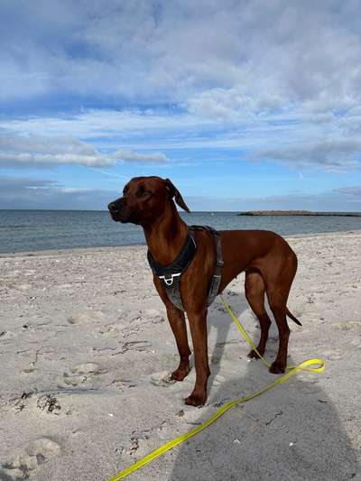 Rhodesian Ridgeback-Beitrag-Bild