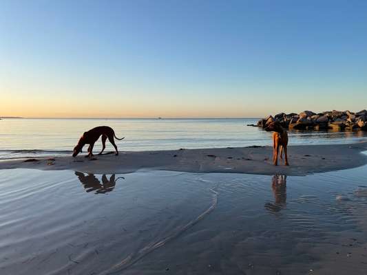 Rhodesian Ridgeback-Beitrag-Bild