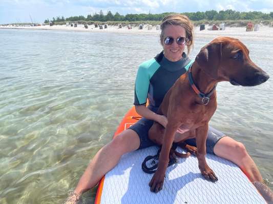 Rhodesian Ridgeback-Beitrag-Bild