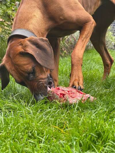 Rhodesian Ridgeback-Beitrag-Bild