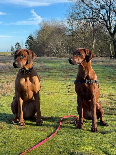 Rhodesian Ridgeback-Beitrag-Bild